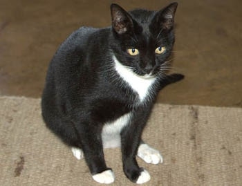 Изгубената Миси